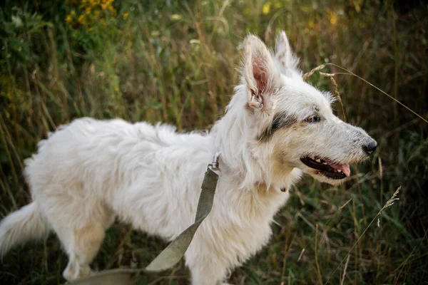 Beyaz bir köpek çimlerin üzerinde duruyor. Köpeğe bir tasma tak..