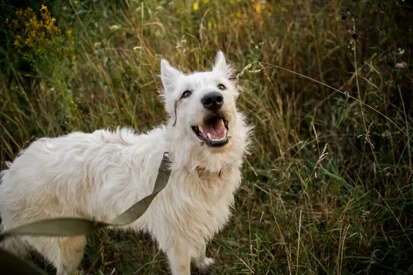 Beyaz bir köpek çimlerin üzerinde duruyor. Tasması var..