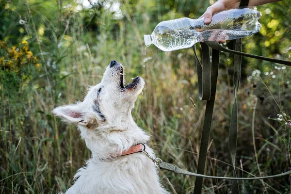 Kız, köpeğe otlardan oluşan şeffaf bir şişeden su veriyor..