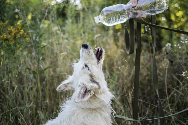 White Dog Drinks Water Bottle — Stock Photo, Image