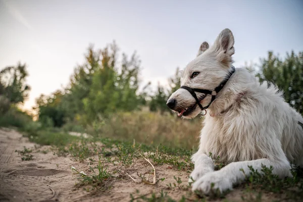 Ağızlıkla toprak bir yolda yatan beyaz bir köpek. Bulanık bir ormanın arka planında yatıyor..