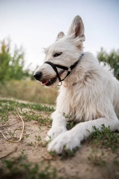 Ağızlıkla toprak bir yolda yatan beyaz bir köpek. Bulanık bir ormanın arka planında yatıyor. Dikey fotoğraf.
