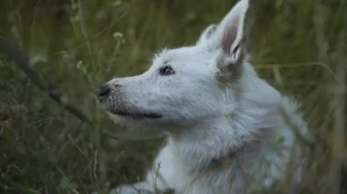 Ormanın arka planında beyaz bir köpeğin yakın çekimi..