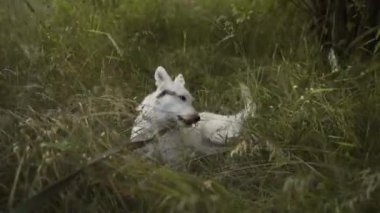Beyaz bir köpek çimlerin üzerinde yatıyor..