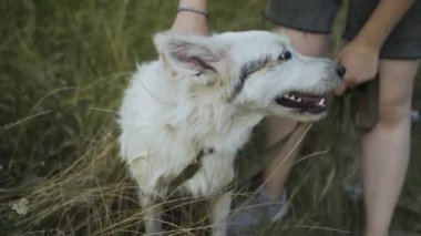Kız ormanın arka planında beyaz bir köpeği okşuyor. Yakın plan..