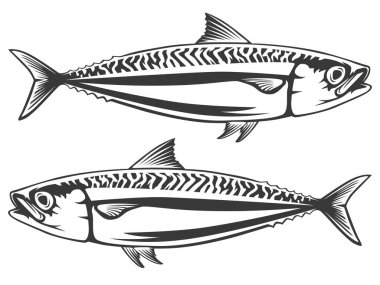 Uskumru deniz balık izole kroki. Uskumru yırtıcı balık Gümüş Mavi gövde ve dalgalı çizgiler sırtta siyah. Spor rozet balıkçılık, Balık pazarı etiketi, deniz ürünleri Restoran menü tasarımı