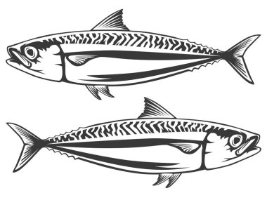 Uskumru deniz balık izole kroki. Uskumru yırtıcı balık Gümüş Mavi gövde ve dalgalı çizgiler sırtta siyah. Spor rozet balıkçılık, Balık pazarı etiketi, deniz ürünleri Restoran menü tasarımı