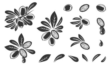 Argan vector drawing. Isolated vintage illustration of nut. Organic essential oil engraved style sketch. Beauty and spa, cosmetic ingredient. Great for label, poster, flyer, packaging design.