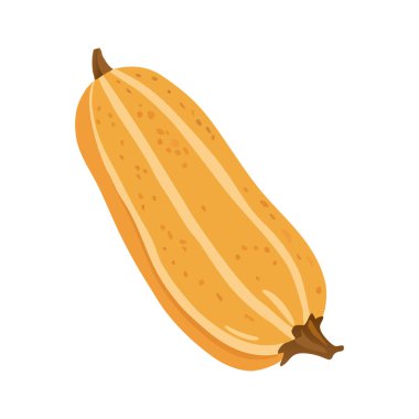 Sebze iliğinin, kabağın ve kabağın vektör çizimi. Kabak beyaz arka planda izole edilmiş. Çizgi film tarzında vektör illüstrasyonu.