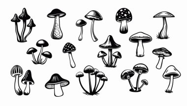 Mantar vektörü ayarlandı. Siyah ve beyaz renkli mantarların el çizimi vektör çizimi. Orman çizimi. Beyaz arkaplanda izole.