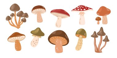 Mantar seti. Farklı mantar türleri. Sonbahar orman bitkileri. Sonbahar yemeği. Beyaz arkaplanda izole edilmiş botanik düz grafik vektör çizimleri
