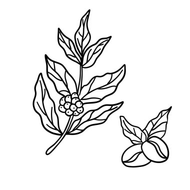 Fasulye ve yapraklı kahve dalı vektör illüstrasyon çizgisi tarzı simge