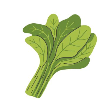 Beyaz bir arka planda taze, sulu çiğ ıspanak. Sağlıklı beslenme, vejetaryen yemekleri. Düz stil yeşil salata koleksiyonu. Sebze, sağlıklı yiyecek ve organik tema.. 