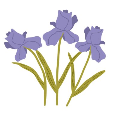 İris çiçeği, mor taç yaprakları, narin botanik çizimler, doğadan esinlenilmiş sanat, çiçek tasarımı. Bahar çiçekleri