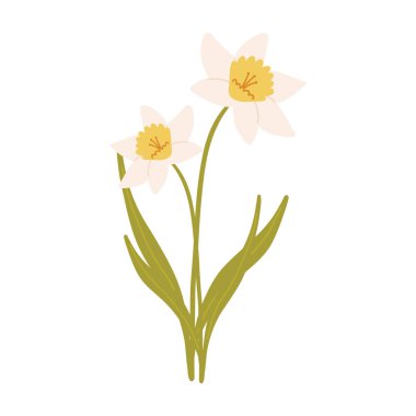 Beyaz arka plan üzerinde izole nergis çiçekleri. vektör çizim.