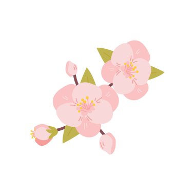 Beyaz arka planda izole edilmiş kiraz çiçekleri. Sakura. Vektör illüstrasyonu.