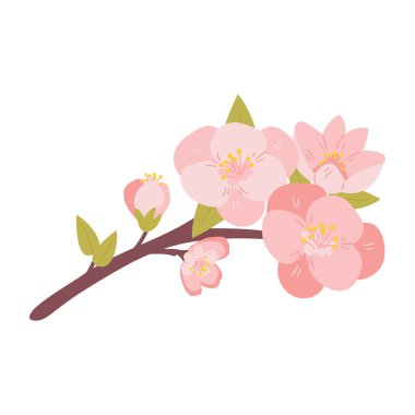 Beyaz arka planda izole edilmiş kiraz çiçekleri. Sakura. Vektör illüstrasyonu.