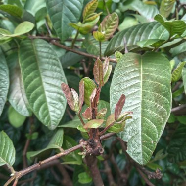 Guava yaprakları vitamin, mineral ve antioksidan açısından zengindir. C vitamini, A vitamini ve potasyum gibi temel besinleri içerirler..