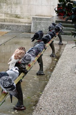 A flock of pigeons huddling together in the rain perching on a steel rail in a city location