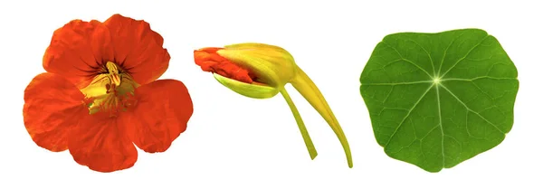 Όμορφη Φωτογραφία Στούντιο Από Πορτοκαλί Χρώμα Nasturtium Λουλούδι Μπουμπούκι Και — Φωτογραφία Αρχείου
