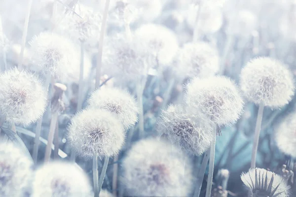 Мрійливі Кульбаби Пускають Квіти Насіння Літає Вітром Проти Сонця Вінтаж — стокове фото