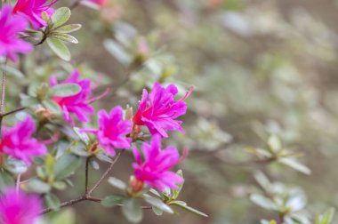 Güzel pembe Rhododendron çiçeği arka plan sığ derinlik, yumuşak odak. Soluk renkler. Renkli pastel resim. Tebrik kartı şablonu.