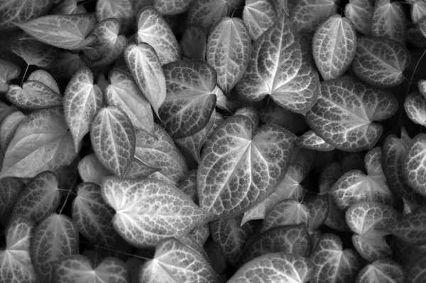 Siyah Beyaz Yaprak Dokusu Doğal Duvar Kağıdı Yumuşak Odaklı Yakın Stok Fotoğraf