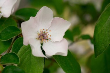 Çiçek açan ayva çiçeği. Doğal bahar arkaplanı