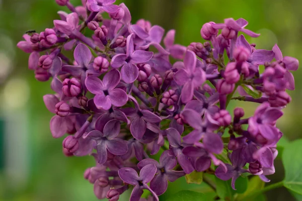 Çiçekli leylak dalı. Bahar doğal arka plan