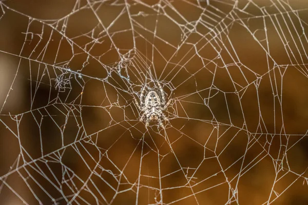 Spider Center Web — Stock Photo, Image