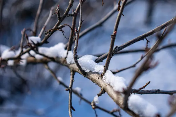 Karda bir ağaç dalı. Doğal arkaplan