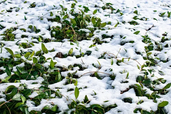 Karların altında yeşil çiçek yaprakları. Doğal arkaplan