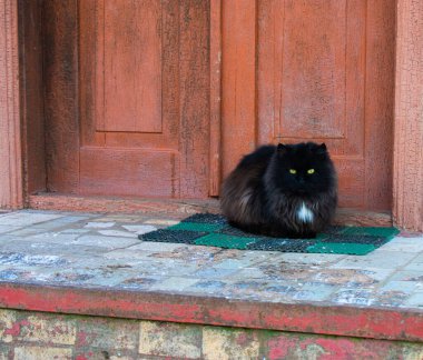 Kapının önünde siyah bir kedi. Kış soğuğu.