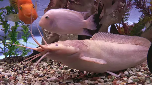 Beautiful aquarium fish. Albino aquarium catfish