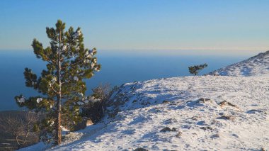 Karla kaplı bir dağın kenarında bir çam ağacı. Dağların eteğinde bir deniz var..