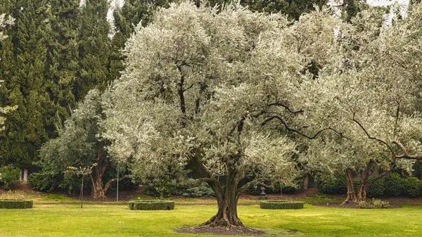 Yeşil çimenlikteki yaşlı bir zeytin ağacı.