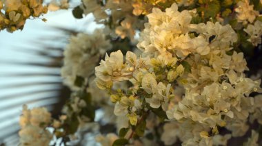 Bush palmiye yaprakları bir arka plan üzerinde beyaz çiçekler.