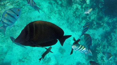 Doğal ortamda Kızıl Deniz 'in balıkları. Denize açılan Zebrasoma Desjardini Zebrasoma desjardinii Su altında