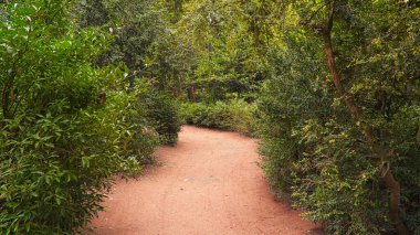 ormandaki kumlu yol.