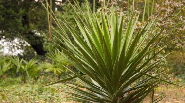 Ormandaki ormandaki Yucca.