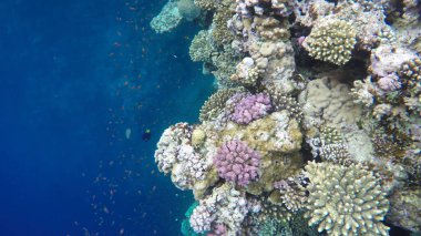 Su altı fotoğrafçılığı. Mavi Delik, Mısır 'da Dahab yakınlarında bir su altı dikey mağarası..