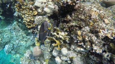 Mercan kayalıkları. Kızıl Deniz 'in balık cerrahı. Doğal ortamda Arap sohal cerrahı balığı