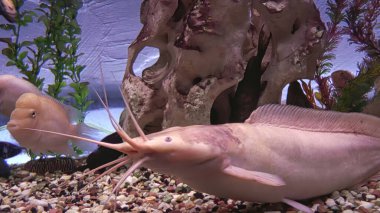 Albino akvaryum yayın balığı. Güzel akvaryum balığı..