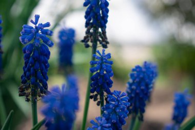 Mavi bahar çiçekleri. Doğal arkaplan