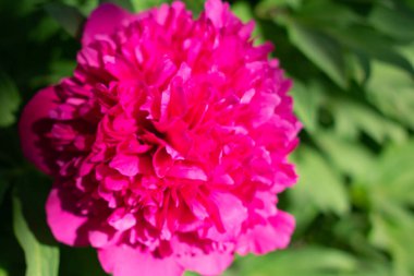 Çiçek açan şakayık çiçeği. Yakın plan. Doğal arkaplan