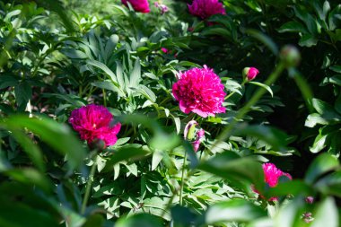 Çiçek açan şakayık çiçeği. Doğal arkaplan