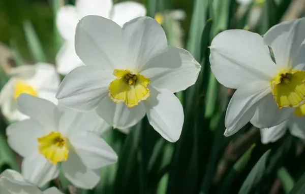 Çiçek açan nergisler. Doğal arkaplan