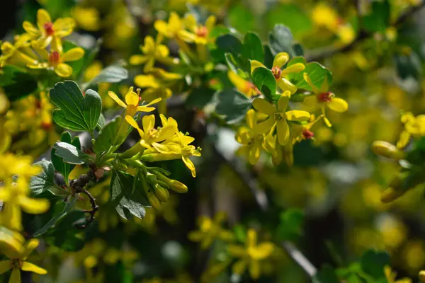 Sarı frenk üzümü çiçeği. İlkbaharda frenk üzümü dalı. Doğal arkaplan