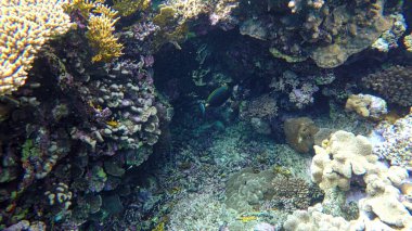 Mercan kayalıkları. Kızıl Deniz 'in sualtı fotoğrafçılığı. Mısır.