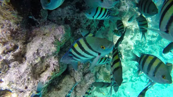 Başçavuş, mercanlar arasında yüzer. Kızıl Deniz. Mısır
